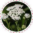 natural blood sugar supplement