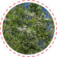 white willow extract
