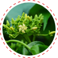 gymnema blood sugar